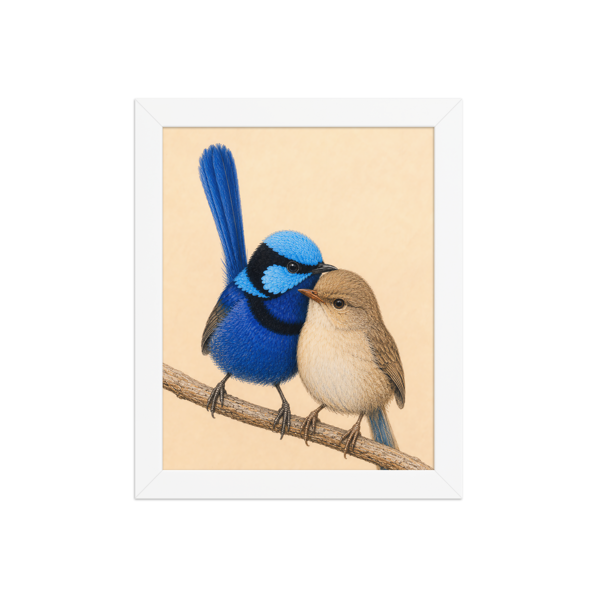 Framed male and female Splendid Fairywren blue wren pair colored pencil illustration, wood frame wall art