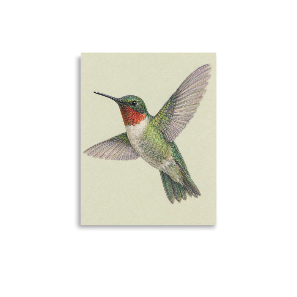 Ruby-throated hummingbird colored pencil illustration print on sage green pastel background wall art