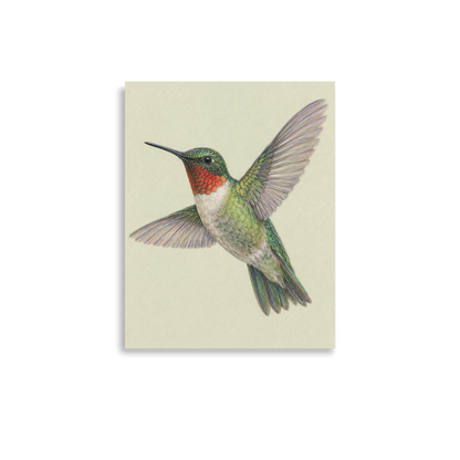 Ruby-throated hummingbird colored pencil illustration print on sage green pastel background wall art