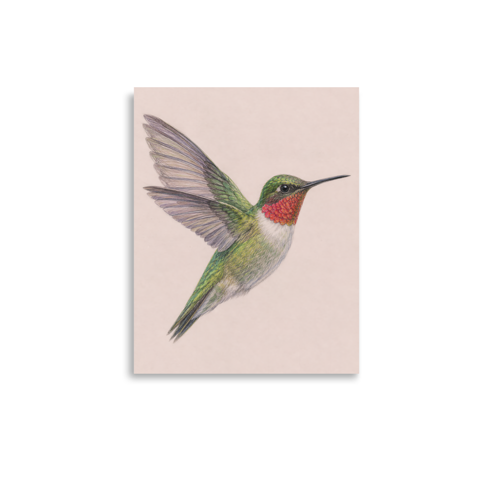 Ruby-throated hummingbird colored pencil illustration print on dusty rose pastel background wall art