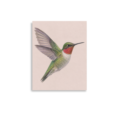 Ruby-throated hummingbird colored pencil illustration print on dusty rose pastel background wall art