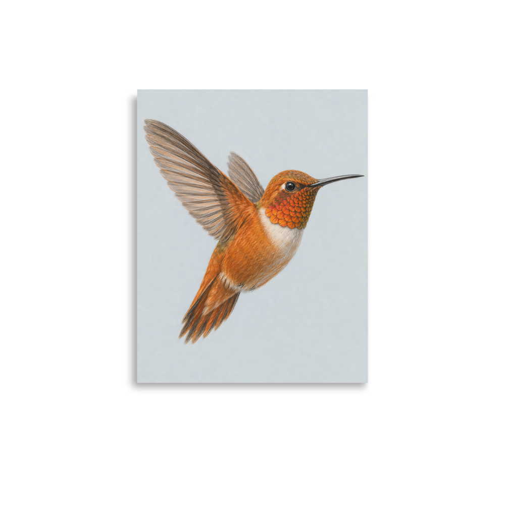 Rufous hummingbird colored pencil illustration print on dusty blue pastel background wall art
