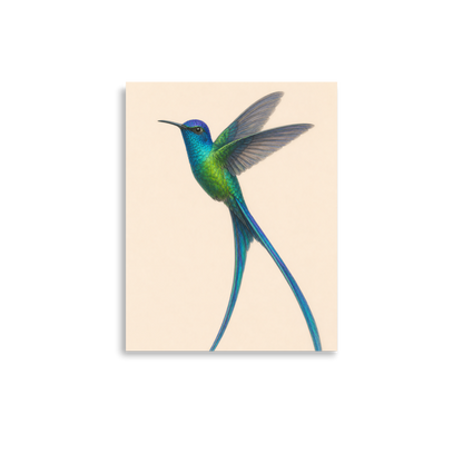 Long-tailed Sylph hummingbird colored pencil illustration print, teal iridescent plumage on warm cream background wall art
