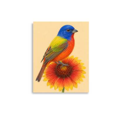 Painted Bunting colored pencil illustration on Indian Blanket flower, sandy cream background wall art