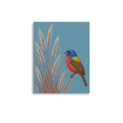 Painted Bunting colored pencil illustration in prairie grass, dusty blue background wall art