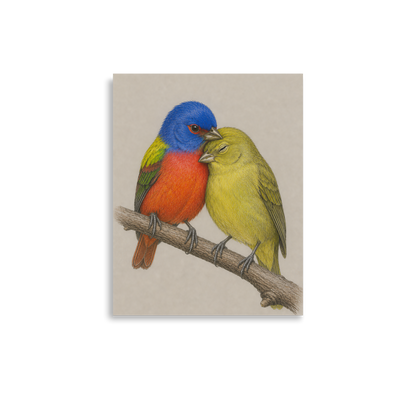 Male and female Painted Bunting pair colored pencil illustration on neutral background wall art