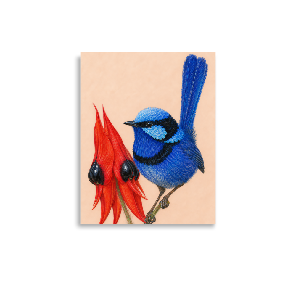 Splendid Fairywren blue wren colored pencil illustration on Sturt's Desert Pea, terracotta background