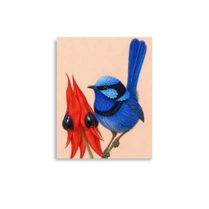 Splendid Fairywren blue wren colored pencil illustration on Sturt's Desert Pea, terracotta background