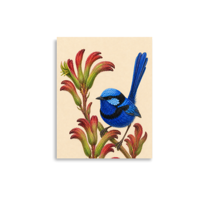 Splendid Fairywren blue wren colored pencil illustration on Kangaroo Paw flowers, warm cream background