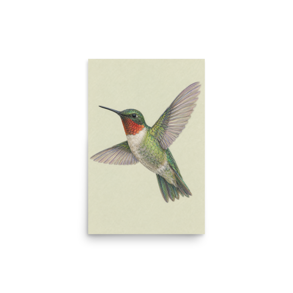 Ruby-throated hummingbird colored pencil illustration print on sage green pastel background wall art