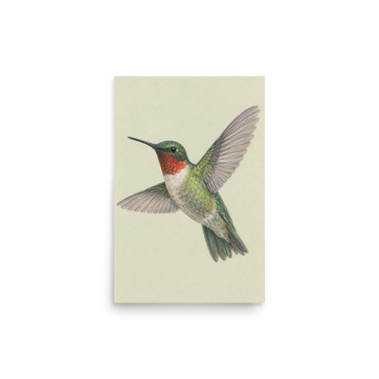 Ruby-throated hummingbird colored pencil illustration print on sage green pastel background wall art
