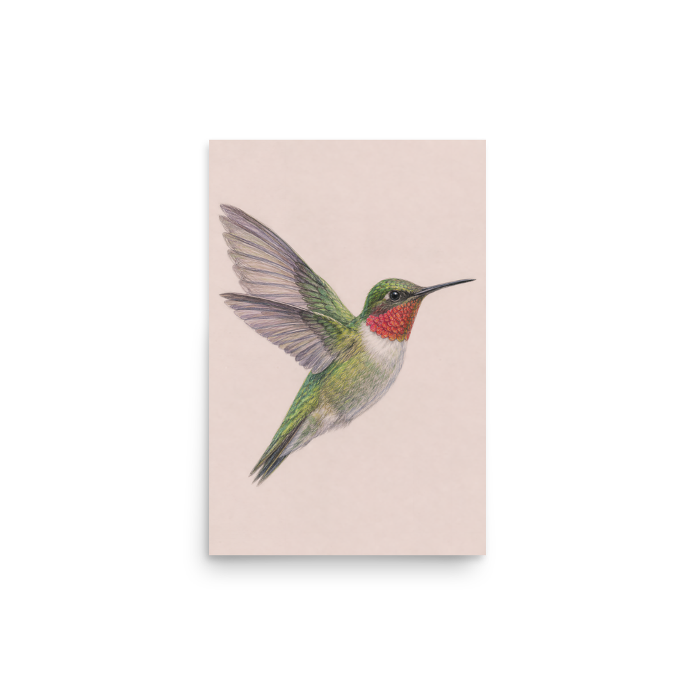 Ruby-throated hummingbird colored pencil illustration print on dusty rose pastel background wall art