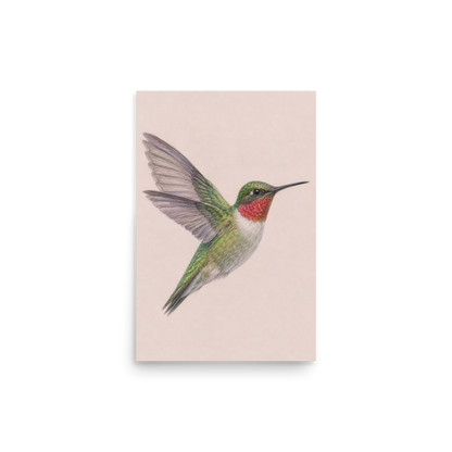Ruby-throated hummingbird colored pencil illustration print on dusty rose pastel background wall art