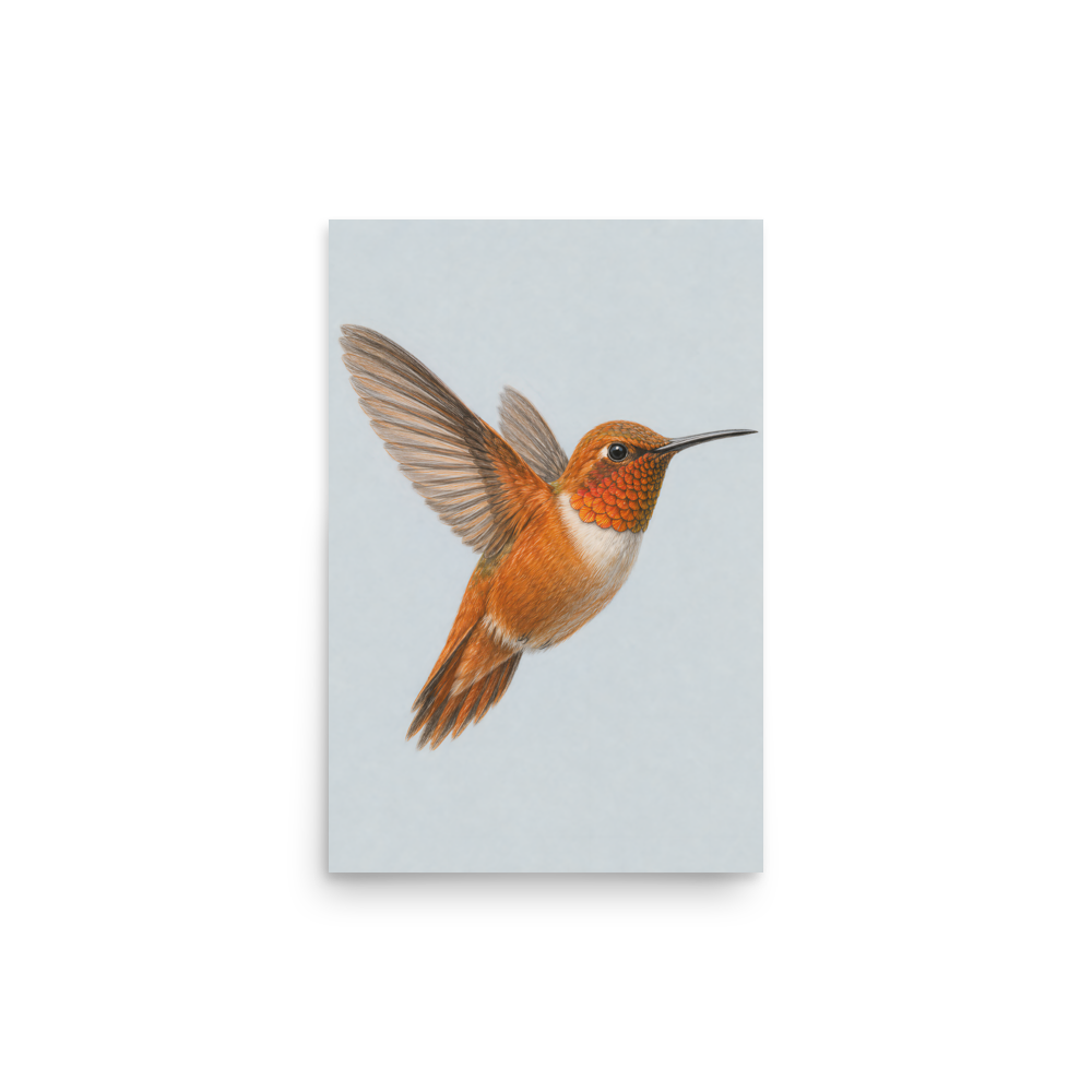 Rufous hummingbird colored pencil illustration print on dusty blue pastel background wall artv