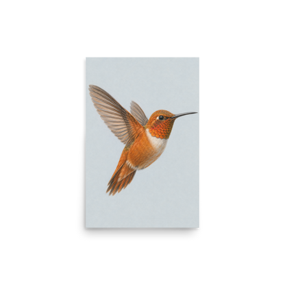 Rufous hummingbird colored pencil illustration print on dusty blue pastel background wall artv