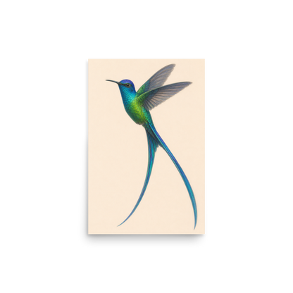 Long-tailed Sylph hummingbird colored pencil illustration print, teal iridescent plumage on warm cream background wall art