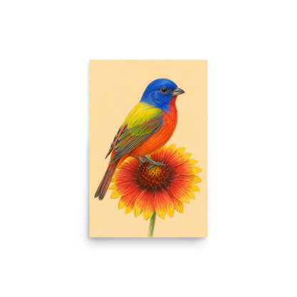 Painted Bunting colored pencil illustration on Indian Blanket flower, sandy cream background wall art