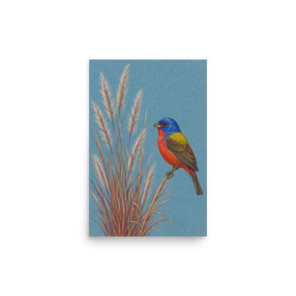 Painted Bunting colored pencil illustration in prairie grass, dusty blue background wall art