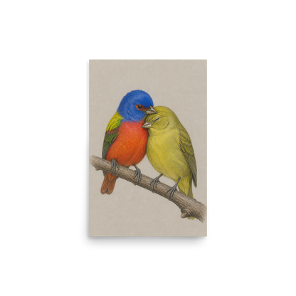 Male and female Painted Bunting pair colored pencil illustration on neutral background wall art