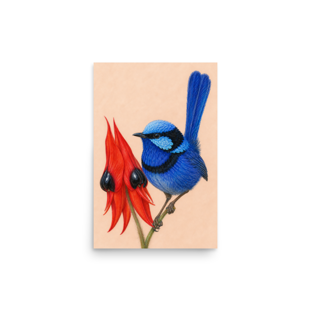 Splendid Fairywren blue wren colored pencil illustration on Sturt's Desert Pea, terracotta background