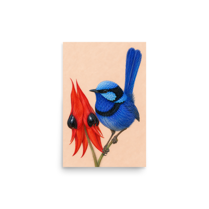Splendid Fairywren blue wren colored pencil illustration on Sturt's Desert Pea, terracotta background