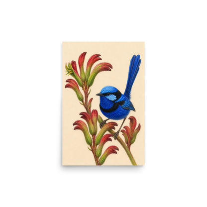 Splendid Fairywren blue wren colored pencil illustration on Kangaroo Paw flowers, warm cream background