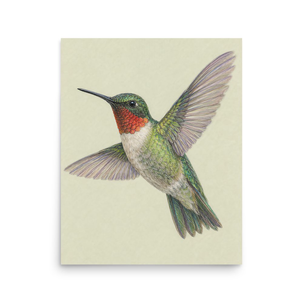 Ruby-throated hummingbird colored pencil illustration print on sage green pastel background wall art