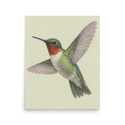 Ruby-throated hummingbird colored pencil illustration print on sage green pastel background wall art