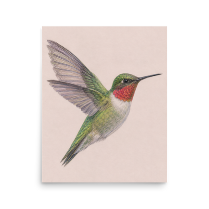 Ruby-throated hummingbird colored pencil illustration print on dusty rose pastel background wall art