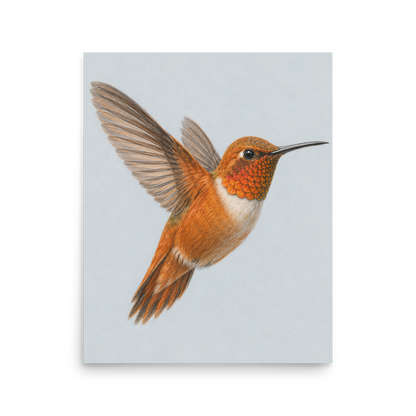 Rufous hummingbird colored pencil illustration print on dusty blue pastel background wall art