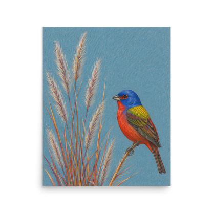 Painted Bunting colored pencil illustration in prairie grass, dusty blue background wall art