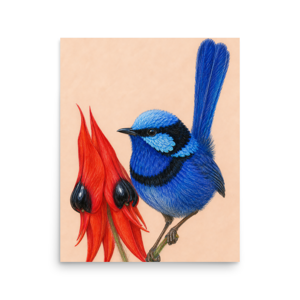 Splendid Fairywren blue wren colored pencil illustration on Sturt's Desert Pea, terracotta background