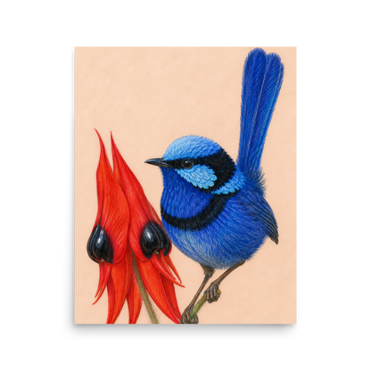Splendid Fairywren blue wren colored pencil illustration on Sturt's Desert Pea, terracotta background