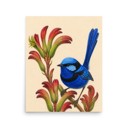 Splendid Fairywren blue wren colored pencil illustration on Kangaroo Paw flowers, warm cream background