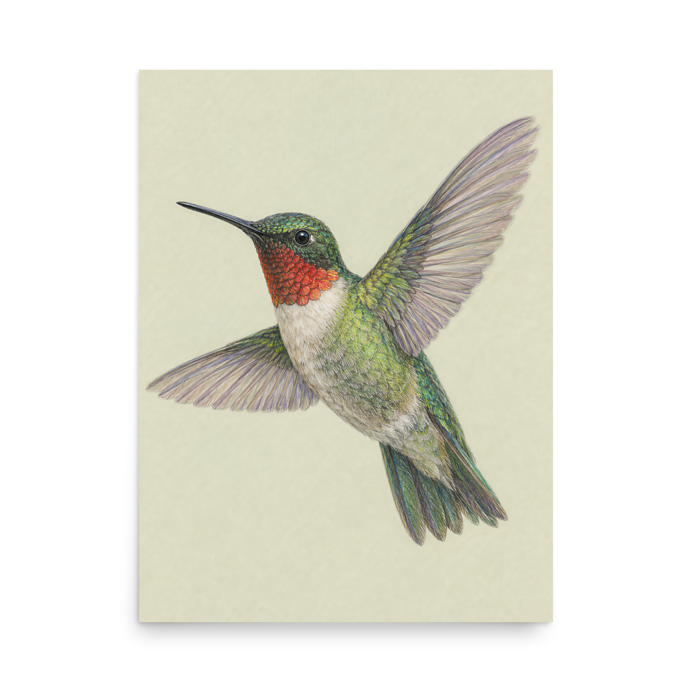 Ruby-throated hummingbird colored pencil illustration print on sage green pastel background wall art