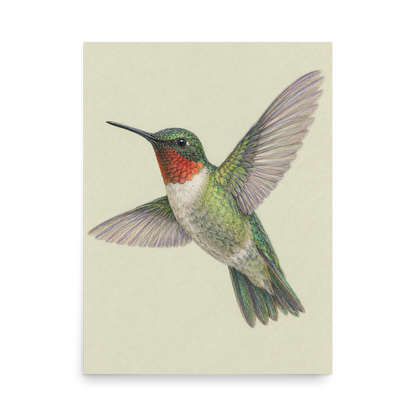 Ruby-throated hummingbird colored pencil illustration print on sage green pastel background wall art