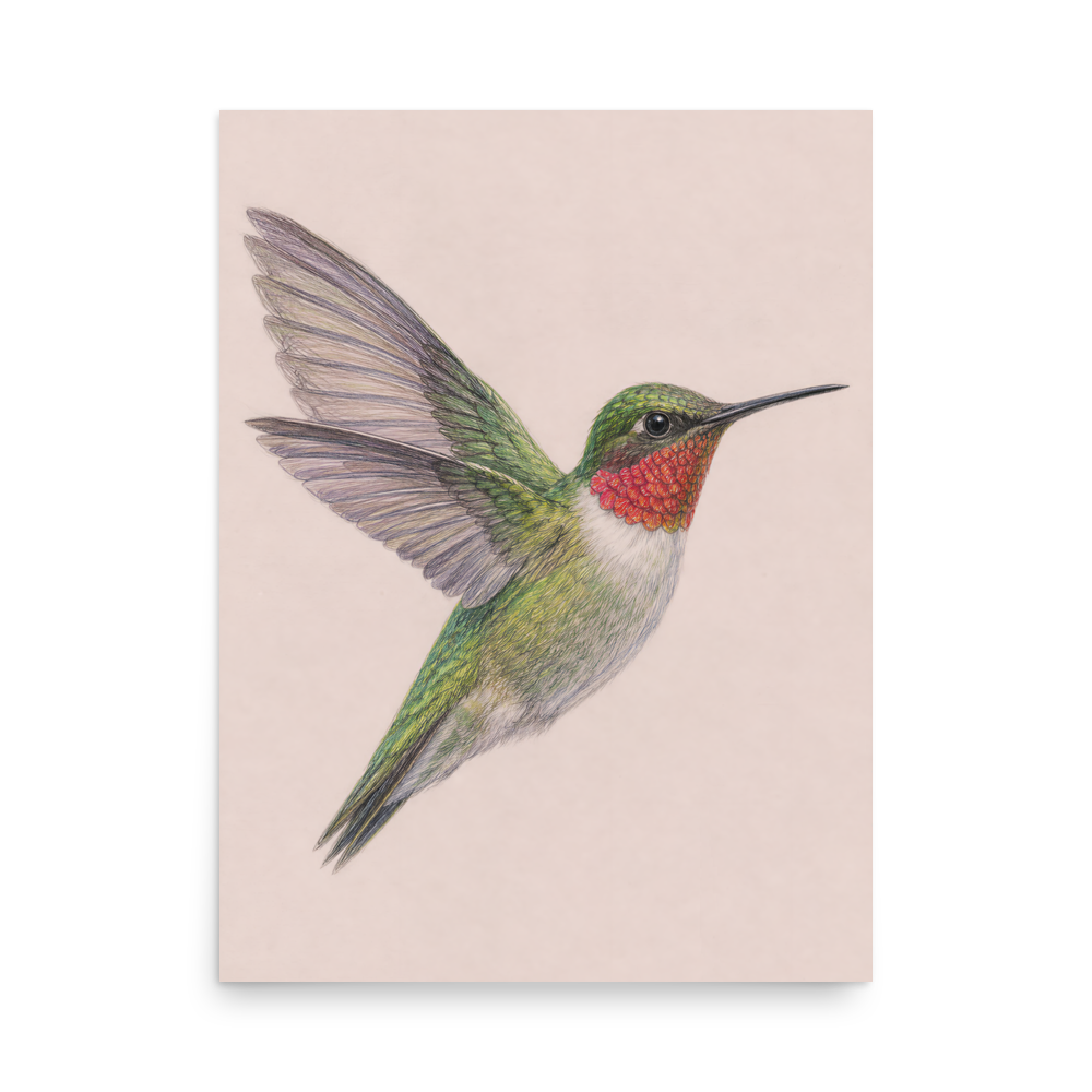 Ruby-throated hummingbird colored pencil illustration print on dusty rose pastel background wall art