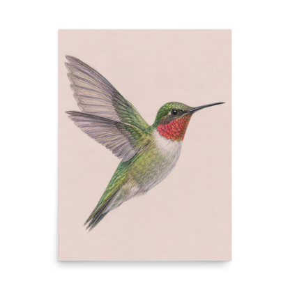 Ruby-throated hummingbird colored pencil illustration print on dusty rose pastel background wall art