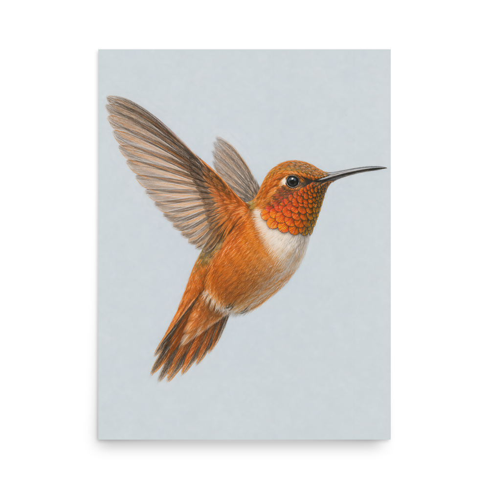 Rufous hummingbird colored pencil illustration print on dusty blue pastel background wall art