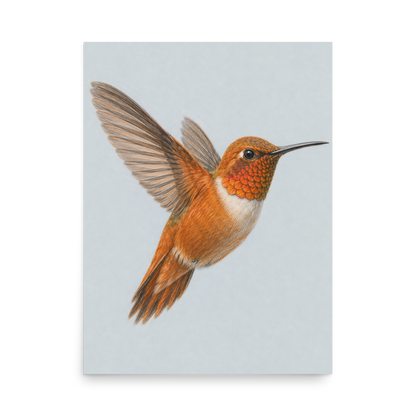 Rufous hummingbird colored pencil illustration print on dusty blue pastel background wall art