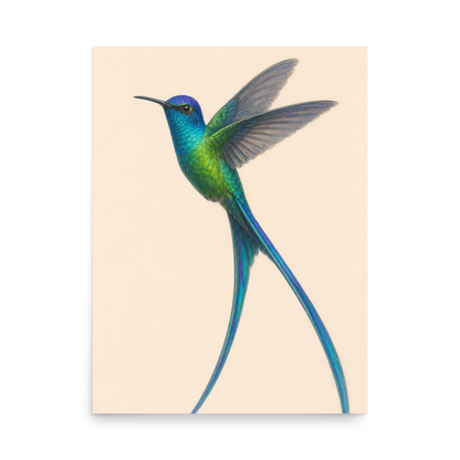 Long-tailed Sylph hummingbird colored pencil illustration print, teal iridescent plumage on warm cream background wall art