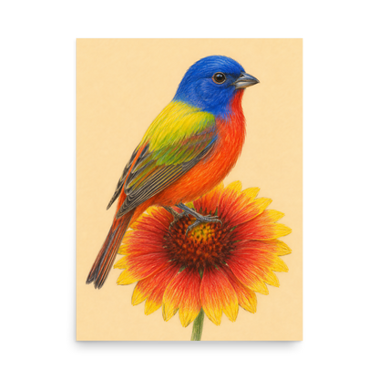 Painted Bunting colored pencil illustration on Indian Blanket flower, sandy cream background wall art