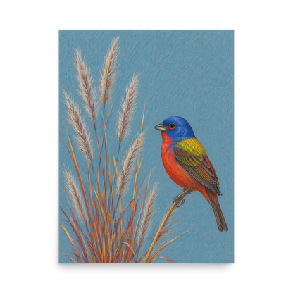 Painted Bunting colored pencil illustration in prairie grass, dusty blue background wall art