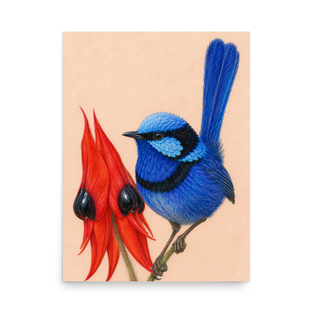 Splendid Fairywren blue wren colored pencil illustration on Sturt's Desert Pea, terracotta background