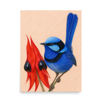 Splendid Fairywren blue wren colored pencil illustration on Sturt's Desert Pea, terracotta background