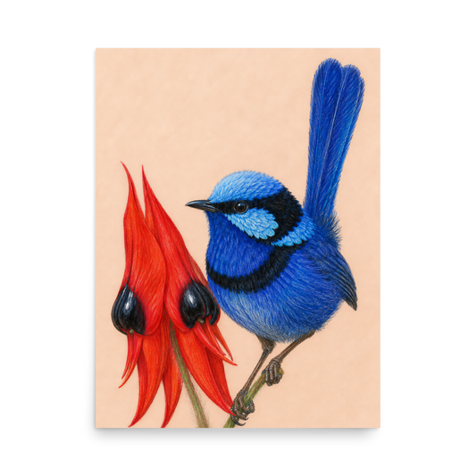 Splendid Fairywren blue wren colored pencil illustration on Sturt's Desert Pea, terracotta background