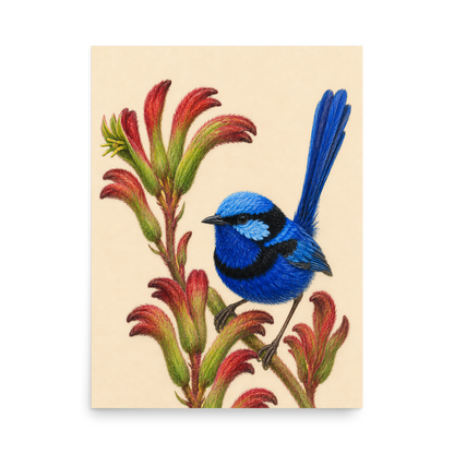 Splendid Fairywren blue wren colored pencil illustration on Kangaroo Paw flowers, warm cream background
