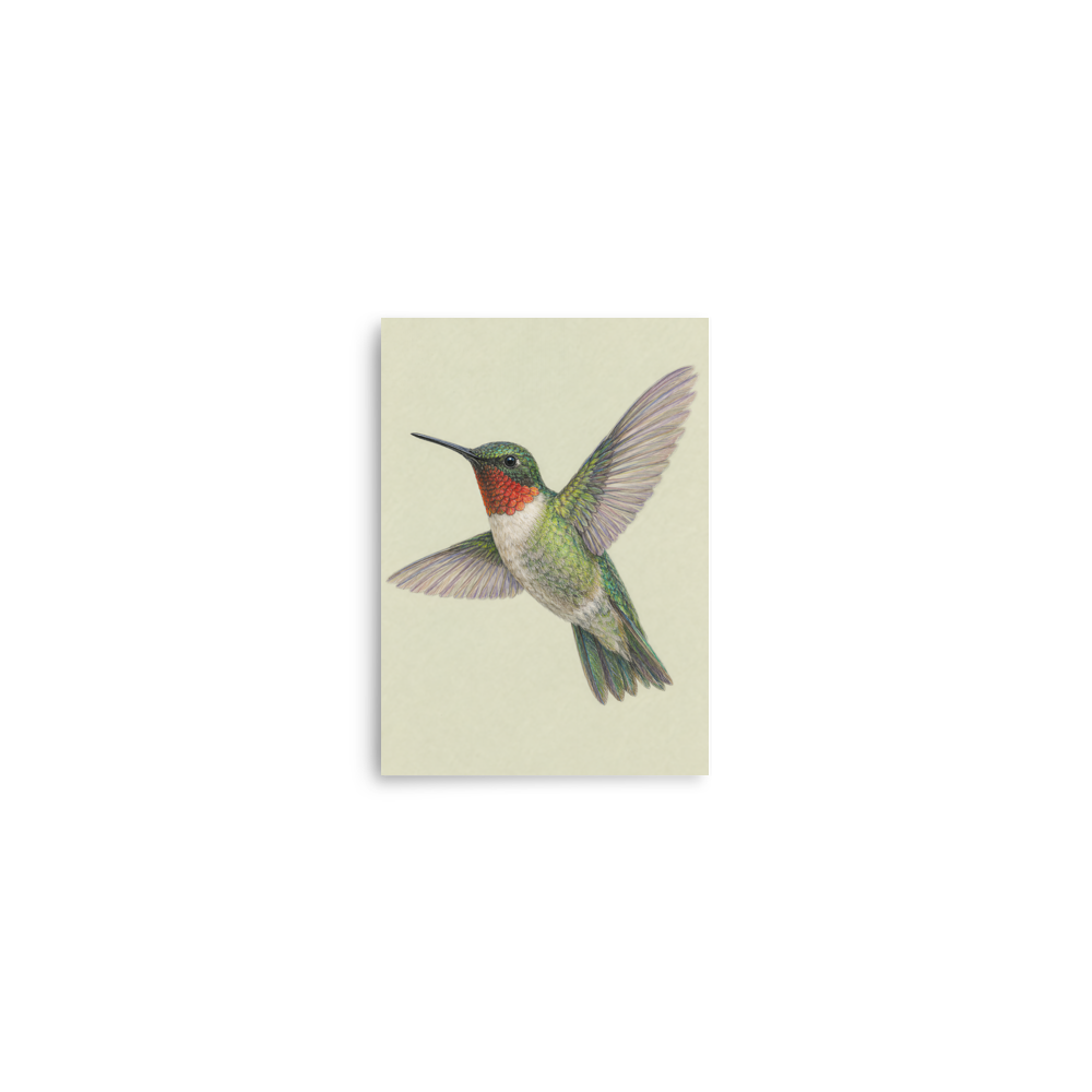Ruby-throated hummingbird colored pencil illustration print on sage green pastel background wall art