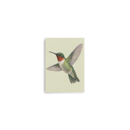 Ruby-throated hummingbird colored pencil illustration print on sage green pastel background wall art