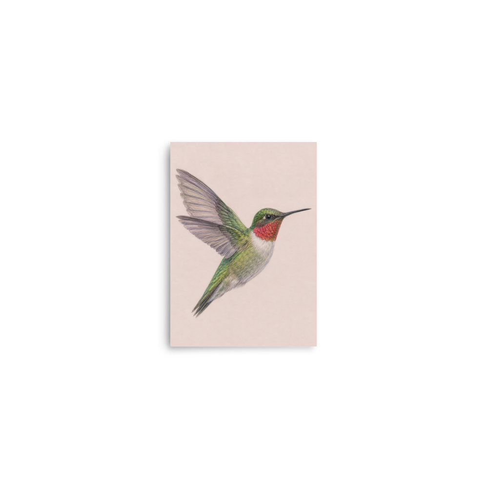 Ruby-throated hummingbird colored pencil illustration print on dusty rose pastel background wall art